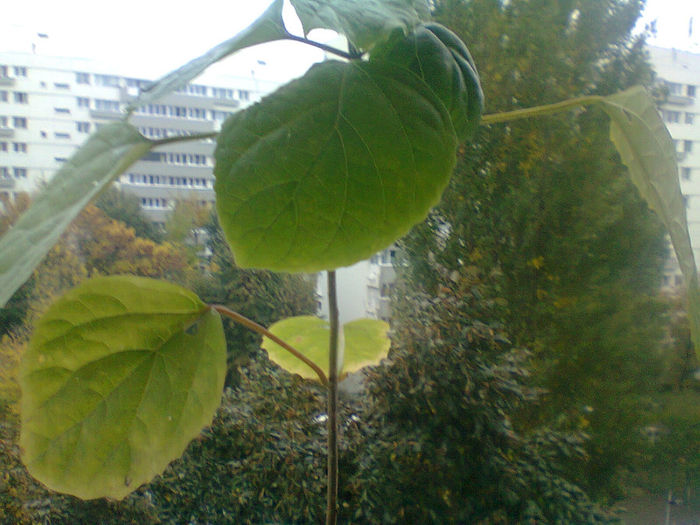 Fotografie1010 - Clerodendron bungei 2013