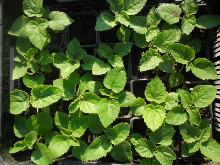 Paulownia tomentosa 9 - PAULOWNIA TOMENTOSA