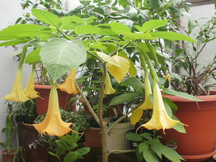  - Plante II