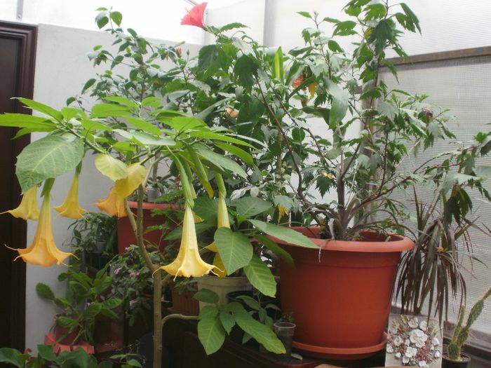  - Plante II