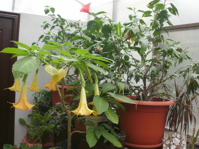  - Plante II