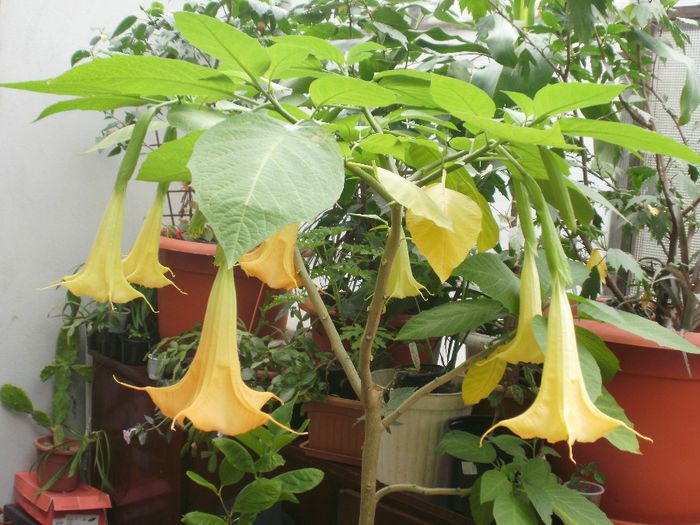  - Plante II