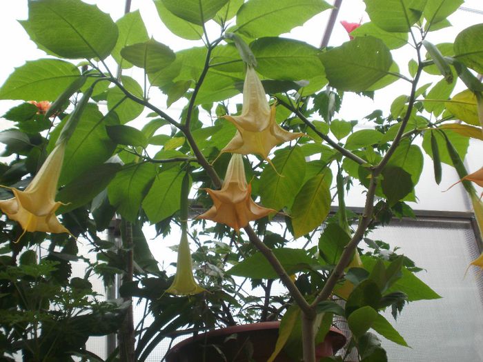  - Plante II