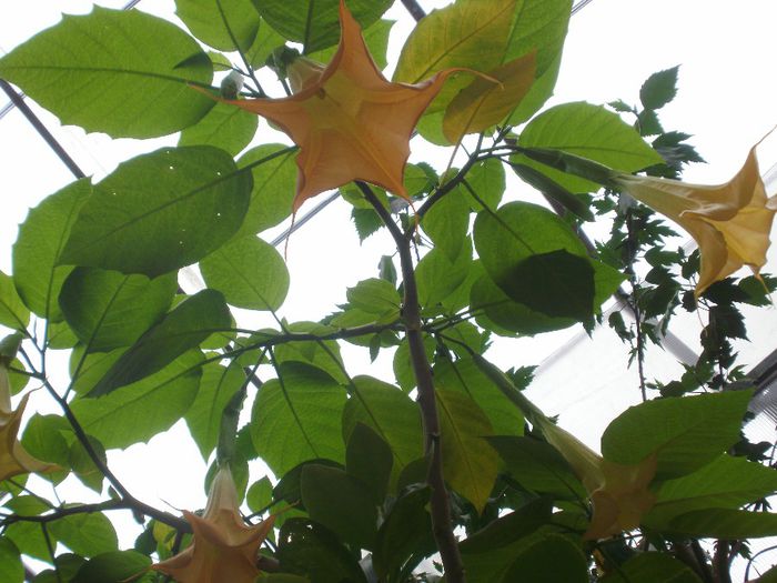  - Plante II