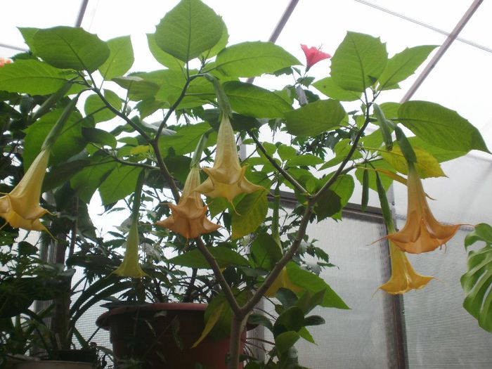  - Plante II