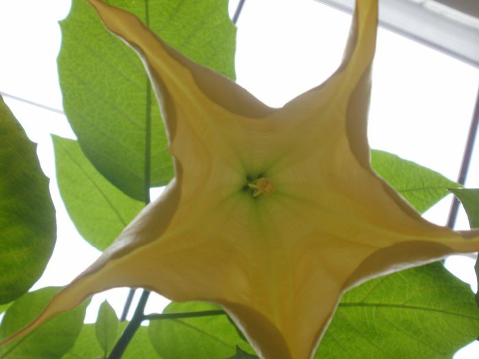  - Plante II
