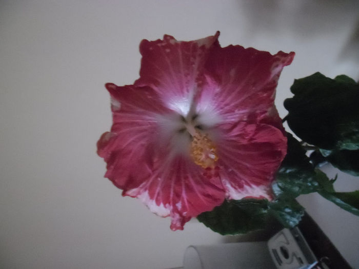 Happy Heart - Hibiscus 2013-3