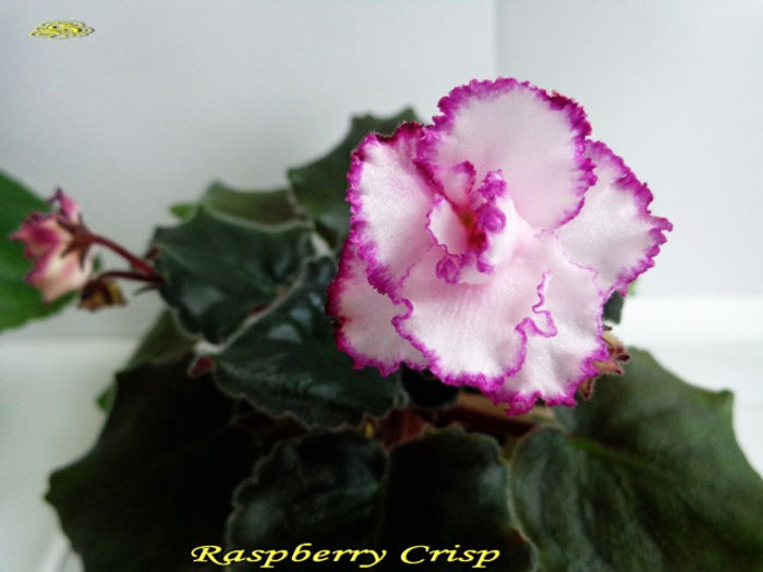 Raspberry Crisp 2 (13-X-2013) - Violete 2013