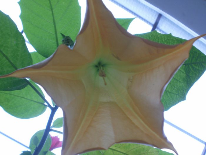  - Plante II