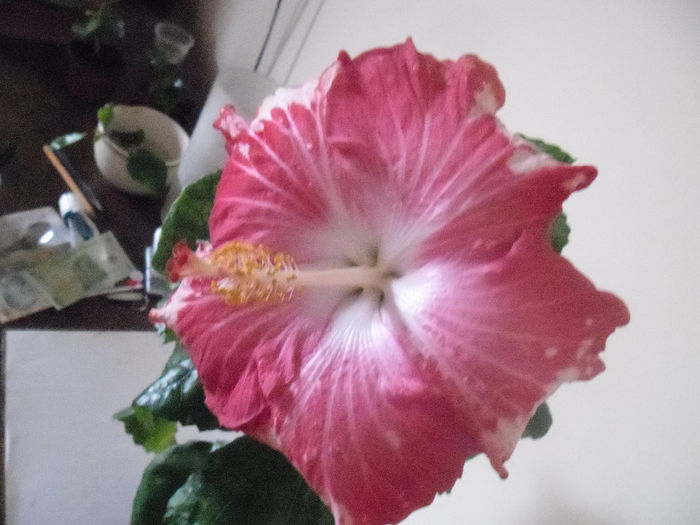 Happy Heart - Hibiscus 2013-3