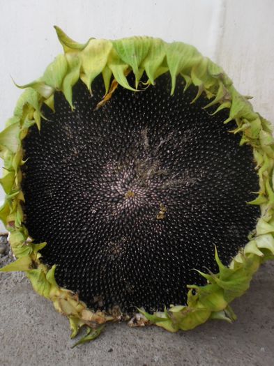 floarea soarelui Super Gigant - semintedeosebite
