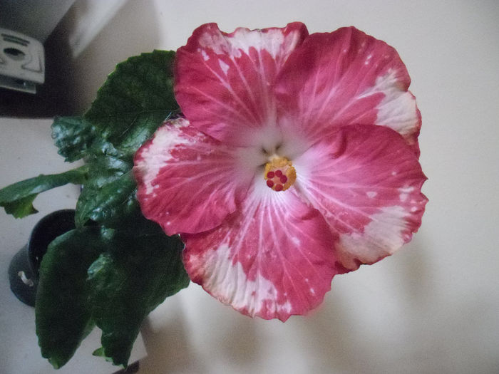 Happy Heart - Hibiscus 2013-3