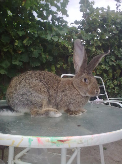 iepuroaica 8 luni. 8 kg.