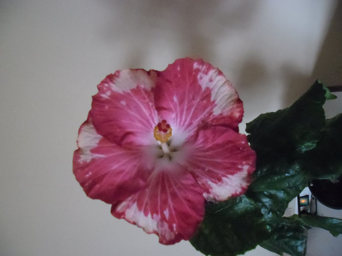 Happy Heart - Hibiscus 2013-3
