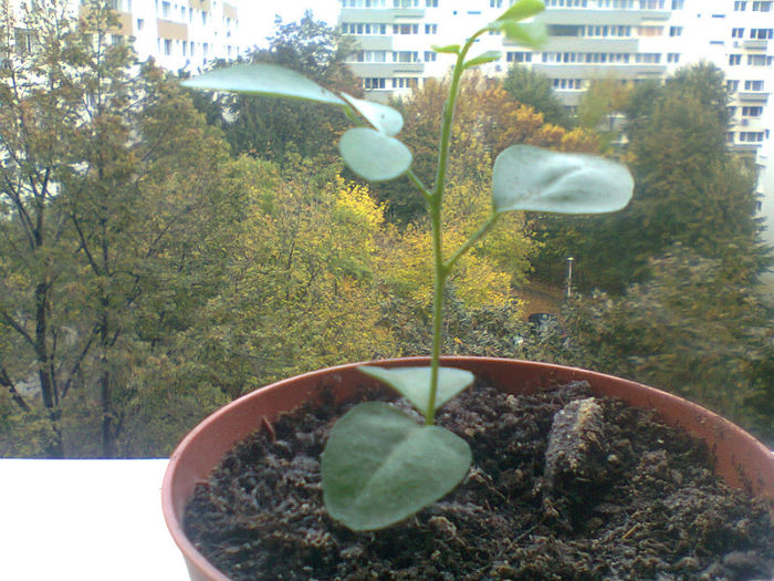 Fotografie1017 - Murraya paniculata dwarf 2013