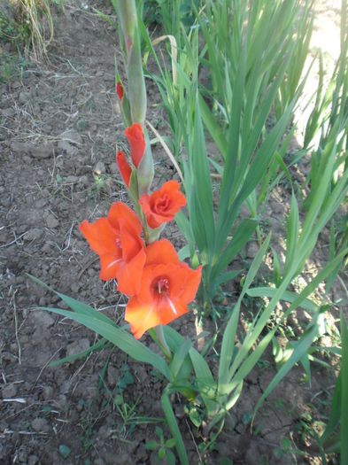 Gladiole mix Olanda