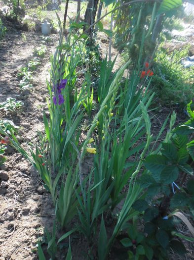 Gladiole mix Olanda 5