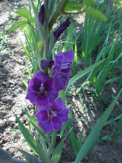 Gladiole mix Olanda 6 - GLADIOLE