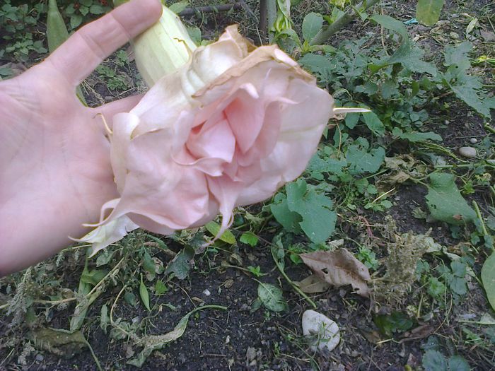 Roz cu floare tripla