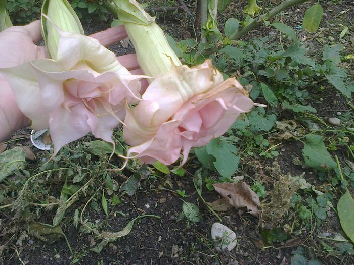  - Gradina 2013