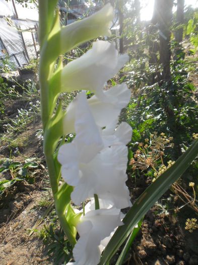 Gladiole mix Olanda 8 - GLADIOLE