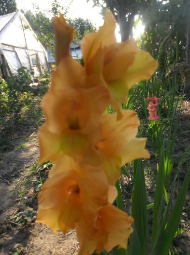 Gladiole mix Olanda 12 - GLADIOLE