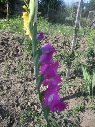 Gladiole mix Olanda 13