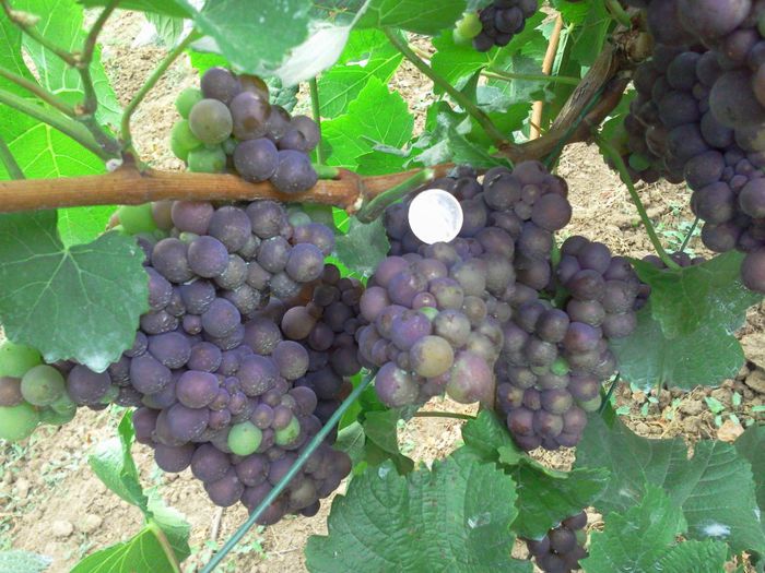 Pinot Gris - PINOT GRIS