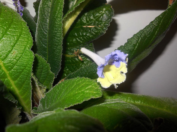 13 oct. 2013 - Streptocarpus Verso