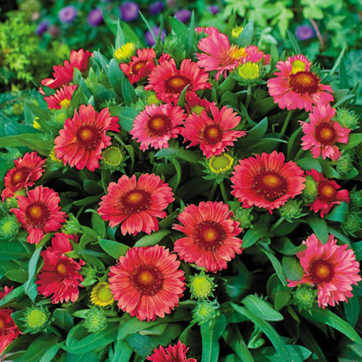 gaillardia_arizona_red_shades_3