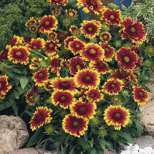 gaillardia_arizona_sun_pop-up