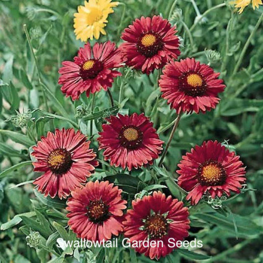 gaillardia_burgundy_pop-up