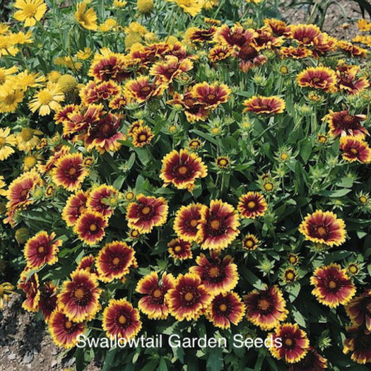 gaillardia_goblin_3