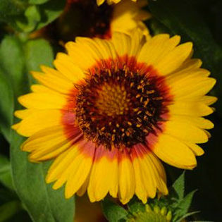gaillardia_mesa_bright_bicolor_pop-up