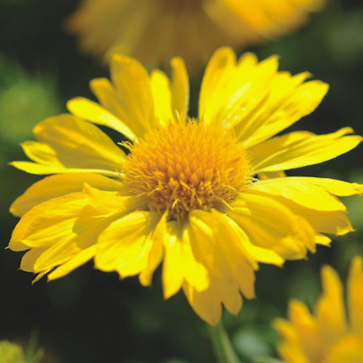 gaillardia_mesa_yellow_3