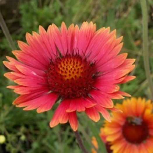 gaillardia_tokajer_3