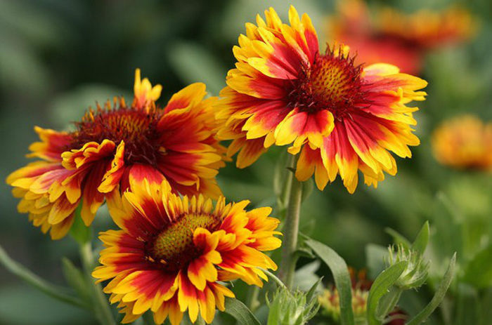 gaillardia-flower-plants-for-beginners