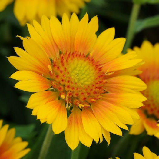 gaillardia-mesa-peach-large-pop-up - 2014-2016 dorinte o parte iar cealalta de vizionat