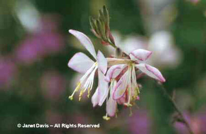 Gaura%20