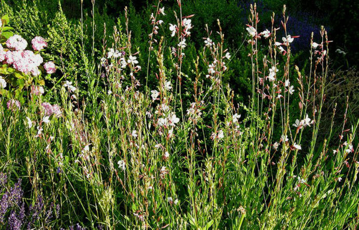 gaura-lindheimeri-beeblossom