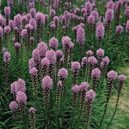 liatris spicata  am gasit.