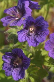 Geranium%20 - 2014-2016 dorinte o parte iar cealalta de vizionat