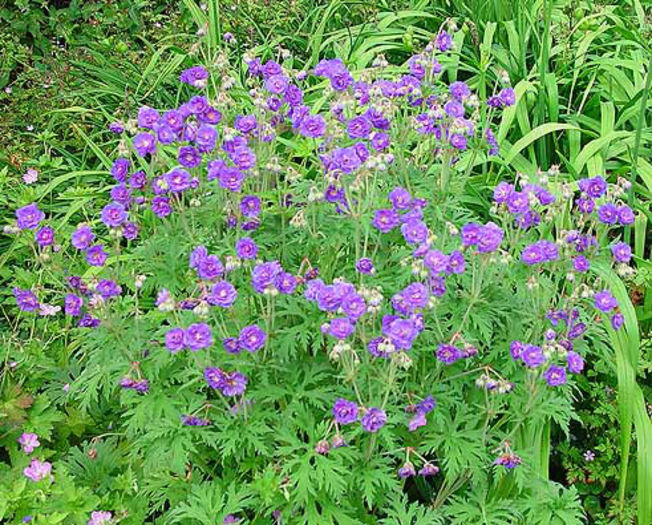 Geranium%20pratense%20 - 2014-2016 dorinte o parte iar cealalta de vizionat