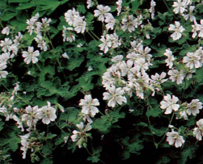 Geranium%20renardii