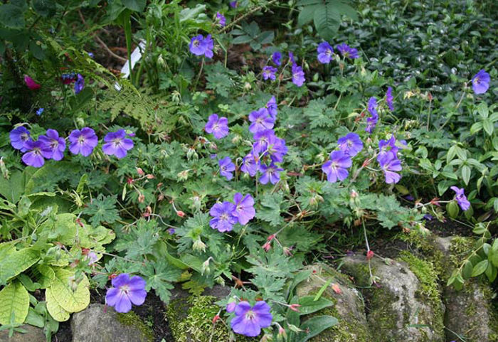 Geranium%20 - 2014-2016 dorinte o parte iar cealalta de vizionat