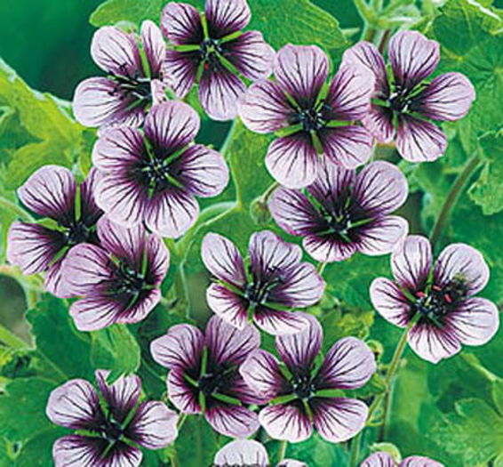 Geranium%20