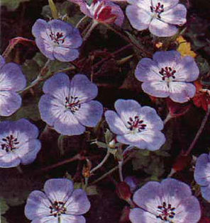 Geranium%20wallichianum%20 - 2014-2016 dorinte o parte iar cealalta de vizionat