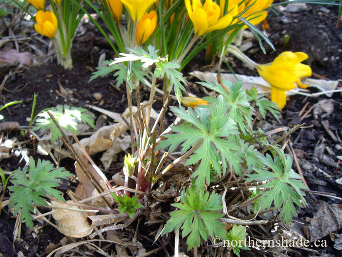 Geranium-Johnsons-Blue-leaves-with-crocus