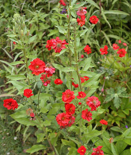 Geum%20