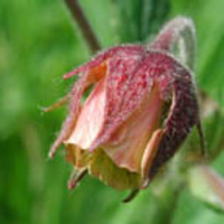 Geum%20rivale